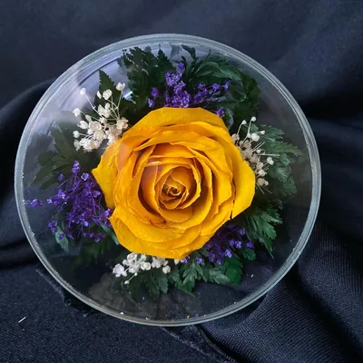 Флоретика Живые цветы в вакууме Лучший подарок на любой праздник | Saint  Petersburg