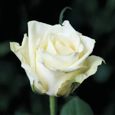 Роза Вайт Наоми | Мокшанские розы