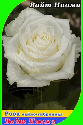 Роза чайно-гибридная Вайт Наоми (White Naomi) купить выгодно ✵  Сады-Эдема.рф – интернет магазин растений для сада