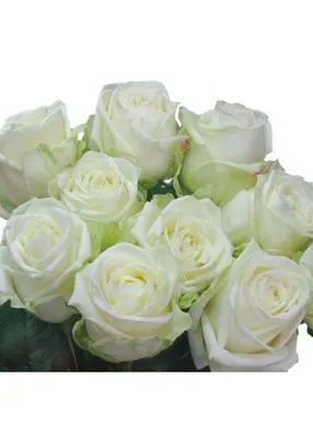 Букет 33 розы Вайт Наоми (White Naomi)