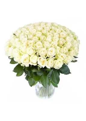 Купить 31 Роза Уайт Наоми 60см с доставкой в Рязани | АМСТЕРДАМ - Цветы и  подарки