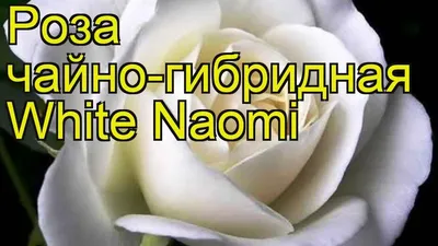 Купить букет с розами Оушен Сонг и Вайт Наоми с доставкой по Москве.  Rozaexpress.ru