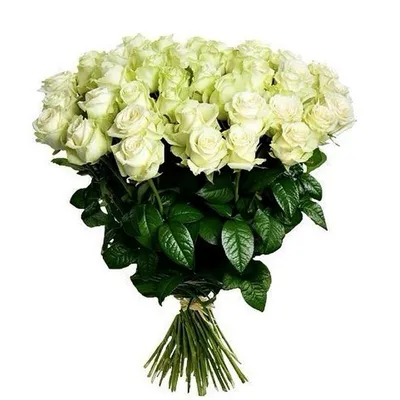 Купить 51 розу белого цвета White Naomi с доставкой по Днепру в  интернет-магазине Royal-Flowers