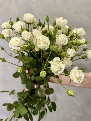 Купить 31 Роза Уайт Наоми 60см с доставкой в Рязани | АМСТЕРДАМ - Цветы и  подарки