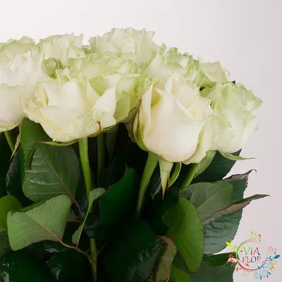 Роза вайт наоми (white naomi) купить в салоне цветов Cats, СПб