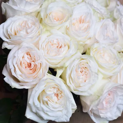 Вайт О'Хара (White O'Hara) — романтическая душистая роза – купить за 407 ₽  | Фея розы