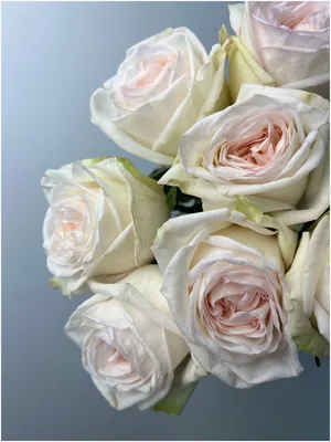 Роза чайно-гибридная \"Вайт Охара\" (\"White O'Hara\") | \"Кедр\" Питомник  растений в СПб