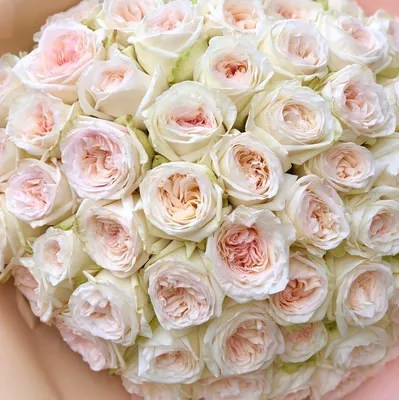 Купить шикарные белые розы Вайт Охара ✿ Оптовая цветочная компания СПУТНИК
