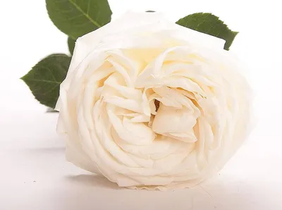 Роза пионовидная Охара Вайт (O'Hara White) — Купить свежие цветы с  доставкой Fiori Land
