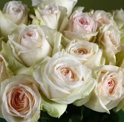 Пионовидная роза Вайт О'Хара (White O'Hara) поштучно купить в Красноярске c  доставкой| РозаТорг