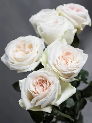 Букет 25 роз Вайт О'Хара купить за 4 620 руб. с бесплатной доставкой по  Москве в интернет-магазине FlowerGett