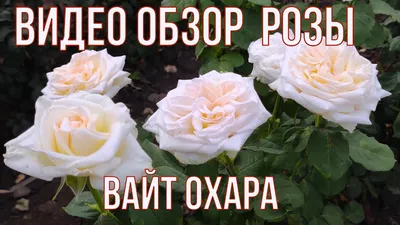 Вайт Охара.White O'Hara