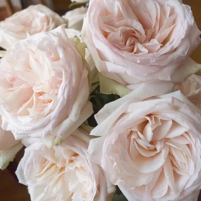 Ароматные розы 15 шт White O'Hara | доставка по Москве и области