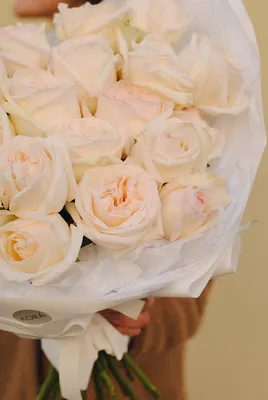 Вайт о'Хара (White O'Hara) - Розы Премиум Класса - Розы - Каталог