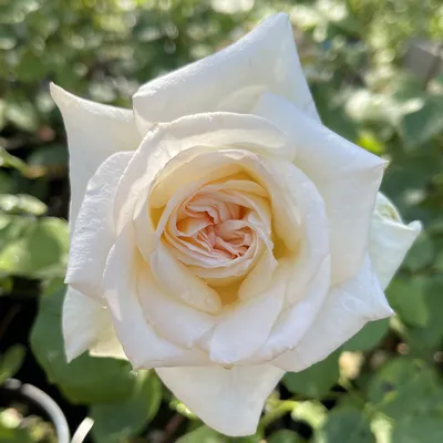 Видео обзор розы Вайт Охара - White O'Hara (Франция) - YouTube