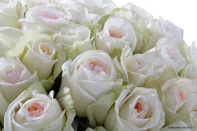 Пионовидная роза White O'Hara 23 шт. купить с доставкой в Москве. Цена от  8970 ₽