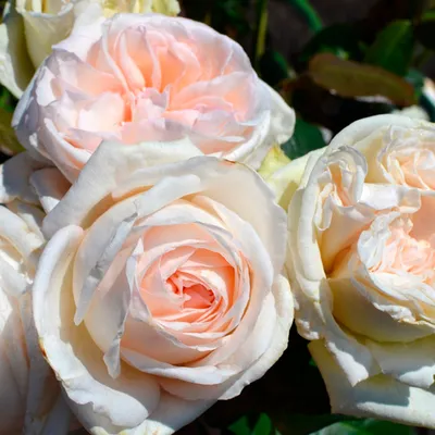 Роза чайно-гибридная «Вайт О'Хара»