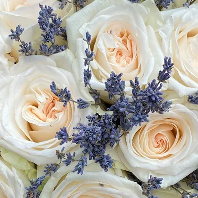 Пионовидные розы White O'Hara (Вайт Охара)