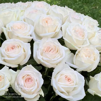 25 ароматных роз White O'Hara | доставка по Москве и области