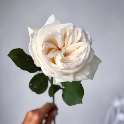 Роза Вайт О'Хара - купить с доставкой по Киеву - лучшие цены на Цветы  поштучно в интернет магазине доставки цветов STUDIO Flores