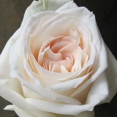 Моно из розы Вайт О'Хара - KORA flowers - интернет магазин цветов в  Санкт-Петербурге