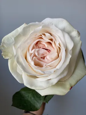 Роза пионовидная вайт о хара 50 см – Цветочная Лав-Лавка