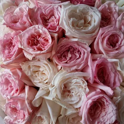 51 ароматная роза Вайт Охара | купить недорого | доставка по Москве и  области