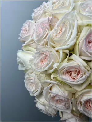 Розы сорт «Вайт Охара» | Цветы в Иваново | ул. Палехская д. 4