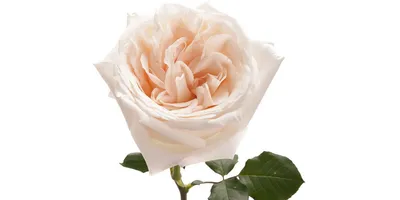 Лаванда нового урожая и ароматные розы Вайт О'Хара