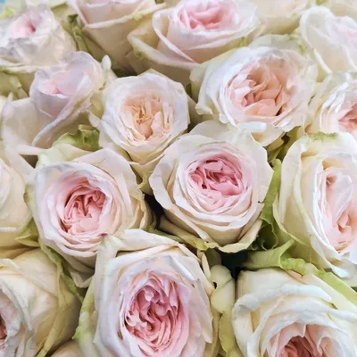 Букет из пионовидных роз Вайт О'Хара (White O'Hara) - 11 - Монобукеты -  Каталог - luxuryflower.ru