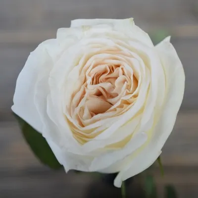 Synytsyna Flowers - Роза Вайт О'Хара | White O'Hara . Эта роза просто  восхитительная!! Бархатно-белые лепестки с лёгким перламутром на изгибах, а  к центру цветочной розетки приобретают оттенок слоновой кости. . У