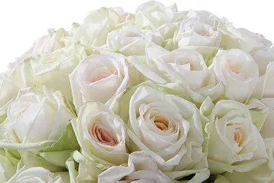 Элли Драй: пионовидные розы Вайт О'Хара по цене 5940 ₽ - купить в RoseMarkt  с доставкой по Санкт-Петербургу