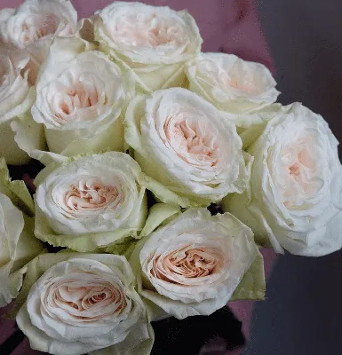 Букет 51 пионовидная ароматная роза Вайт Охара (White Ohara) купить с  доставкой в СПб