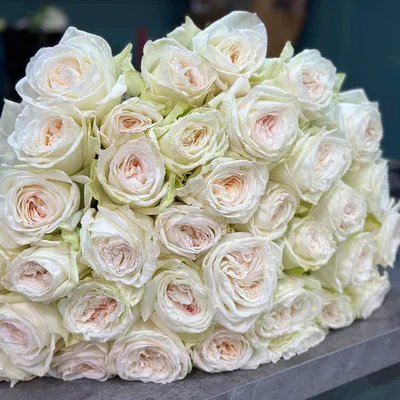 Саженцы розы \"White O'Hara\" (Вайт Охара) чайно-гібридна від  інтернет-магазину «Файний сад» 1424535582