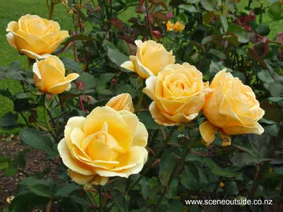 About Garden Design - Rosa 'Valencia'