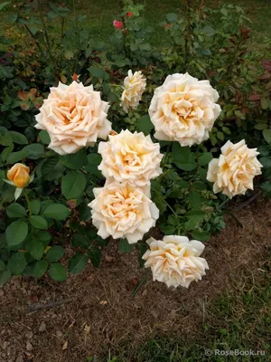 Роза цвета - старого золота - Валенсия | Росток 🌱 | Дзен