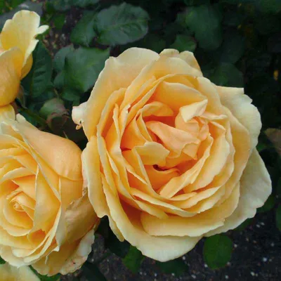 Роза 'Валенсия' – купить Розы на Sadik.ru