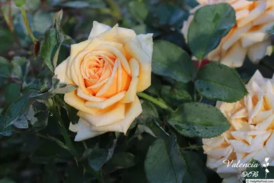 Rosa 'Valencia' (Rose) - Plant details