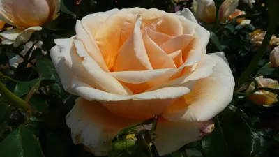 Роза чайно-гибридная Валенсия (туба а/ф Сибирский сад) купить за 450 р. в  садовом центре АСТ Медовое