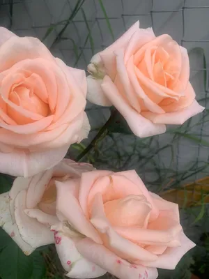 rose name : valencia 89 | sumit chakraborty | Flickr
