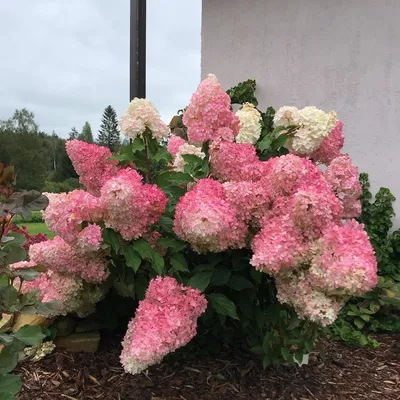 Саженец гортензии метельчатой Vanille Fraise (Ванилла Фрейз) фото и  описание сорта 🌱 купить саженец гортензии метельчатой Vanille Fraise (Ванилла  Фрейз) почтой недорого в Москве