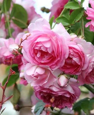 Роза флорибунда Фрайфрау Каролина (Rosa floribunda Freifrau Caroline)  купить в спб лисий нос Беговая Приморский район Черная речка