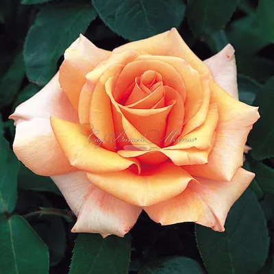 Роза Warm Wishes (Ворм Вишес) – купить саженцы роз в питомнике в Москве