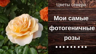 Мои самые фотогеничные розы - YouTube