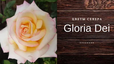 Роза 20 века: Gloria Dei, Peace,Gioia, Madame Meilland - YouTube
