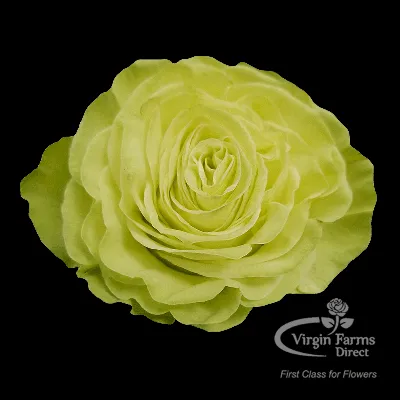 Wasabi Rose - Virgin Farms - High Quality Roses