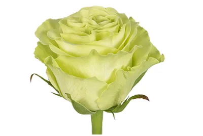Роза салатовая Wasabi (Васаби) – ОПТОВАЯ БАЗА ЦВЕТОВ \"ИЗОБИЛИЕ\"
