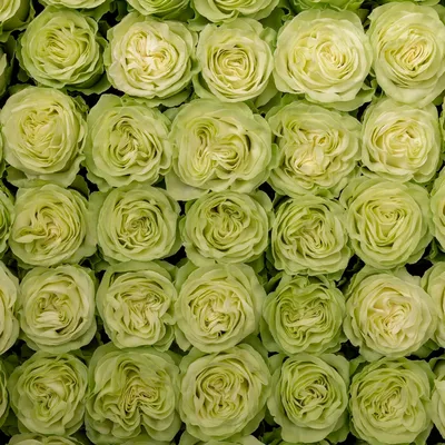 Rosa Wasabi - Fincas de rosas