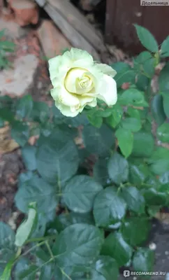 Роза Васаби (Wasabi) - «Зеленая Роза Васаби - неприметная простушка на  любителя. Ни тебе цветов, ни тебе буйства красок - экзот с характером» |  отзывы