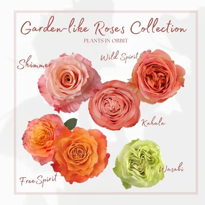 Garden-like Roses Collection ( Free Spirit / Kahala / Shimmer / Wasabi –  Plants In Orbit